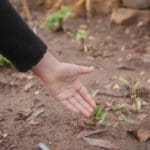 school community garden
