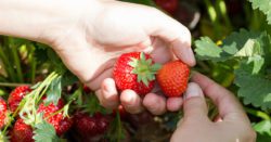 picking strawberries