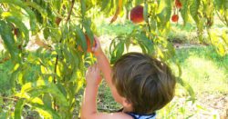 young boy picking a peach off a peach tree in oklahoma