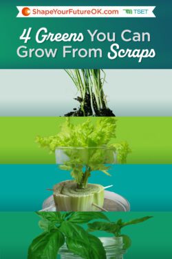 Starting From Scraps: 4 Veggies You Can Re-Grow